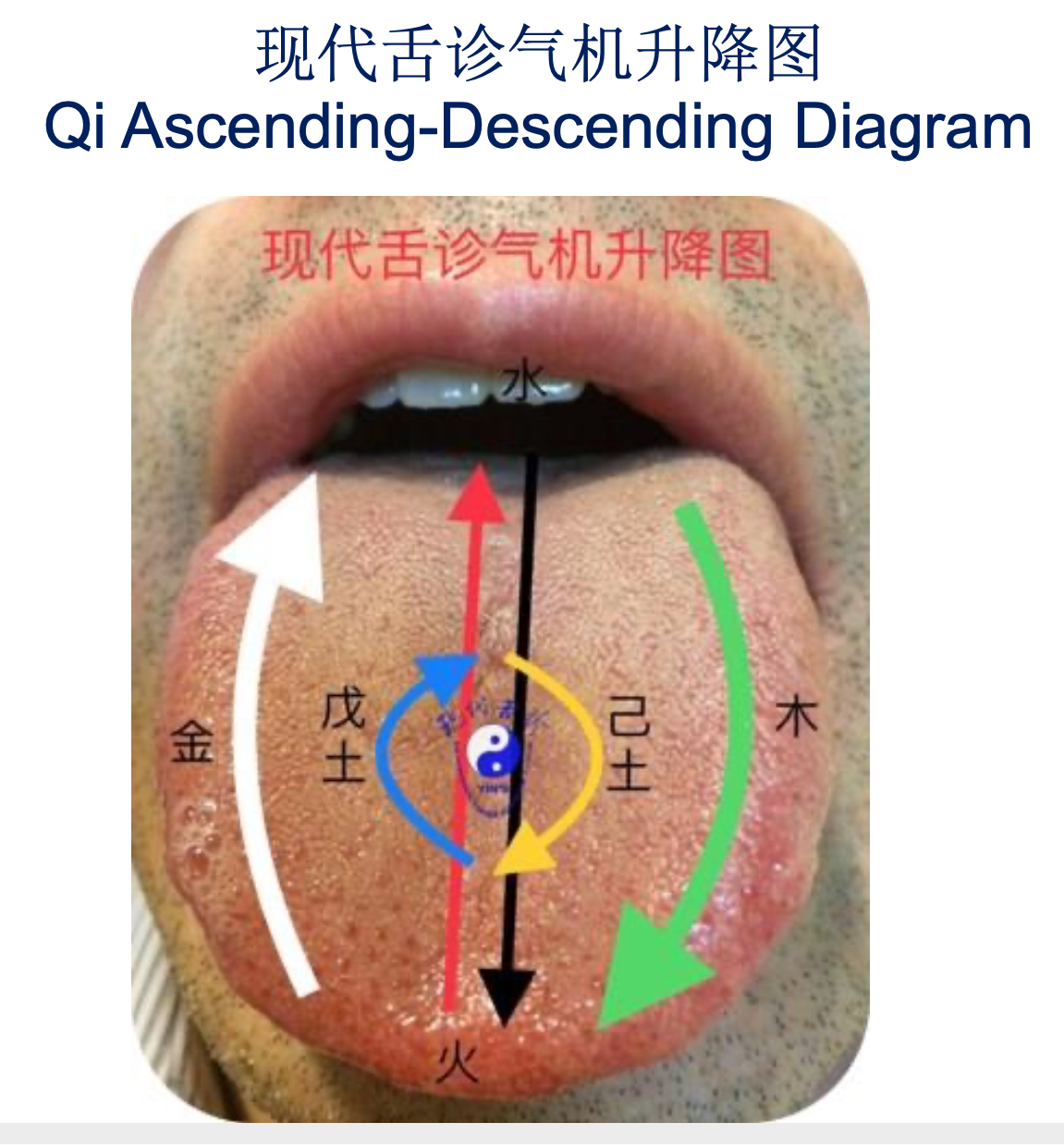 The Qi ascending–descending diagram mapped across the tongue and five phases