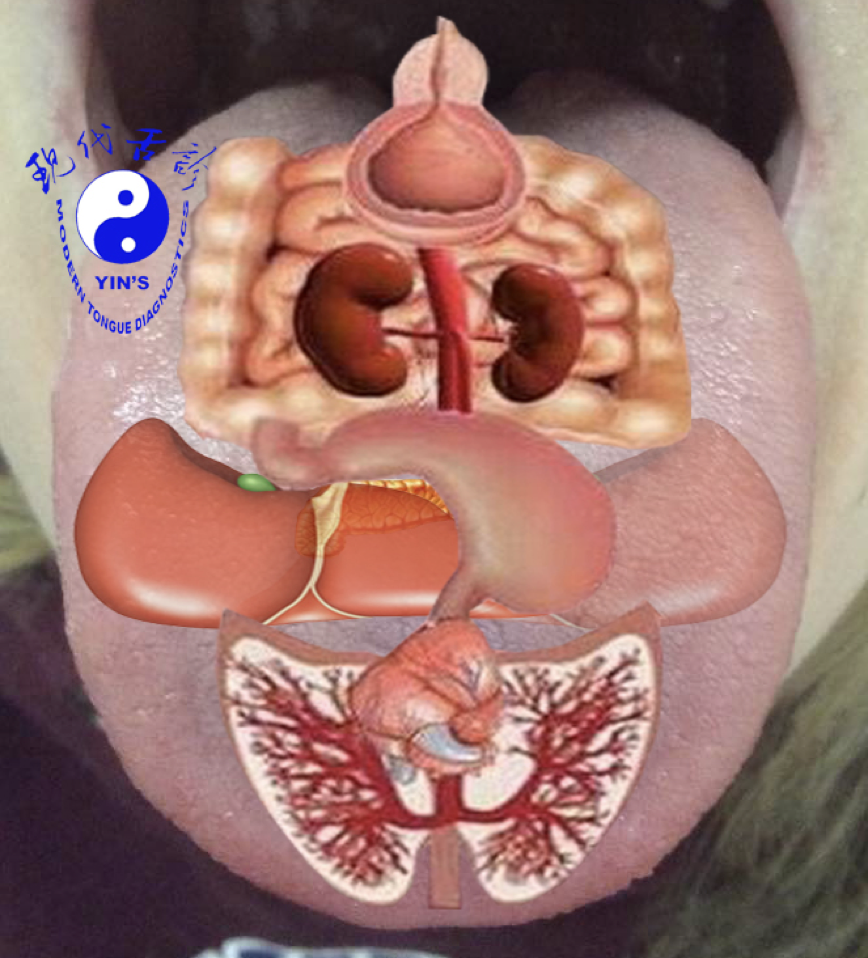 The Modern Tongue Diagnosis hologram — the body's organs mapped onto a single tongue
